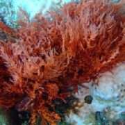 800px Red Algae on bleached coral min 1 520x500