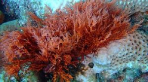 800px Red Algae on bleached coral min 1 520x500