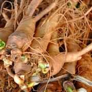 Ginseng Benefits All You Need to Know