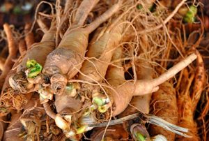 Ginseng Benefits All You Need to Know