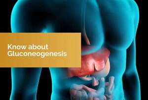 What is Gluconeogenesis