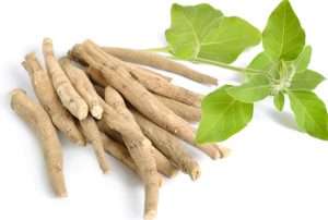 5 Proven Ashwagandha Health Benefits for Men Women