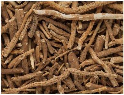 Powerful Ashwagandha Benefits that you need to know 2 Ashwagandha 2