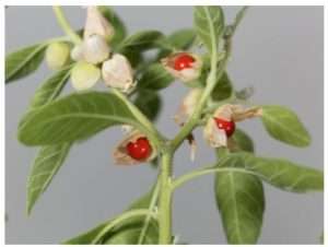 Ashwagandha benefits