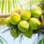 Coconut Water Benefits The Better Pre Workout Drink