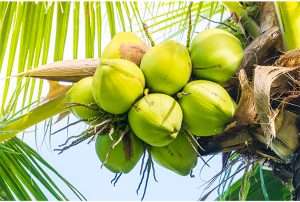 Coconut Water Benefits The Better Pre Workout Drink