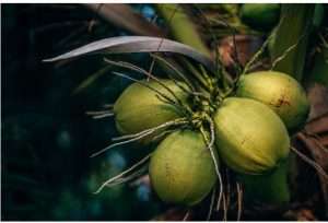 Coconut water Drink