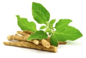 Ashwagandha benefits for female