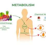 Blog 59 To build your metabolism here is the best protein for weight loss for men