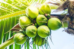 7 Health Benefits of Coconut Water You Didn’t Know About