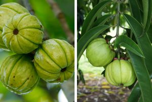 blog 37 How do you lose weight with Garcinia